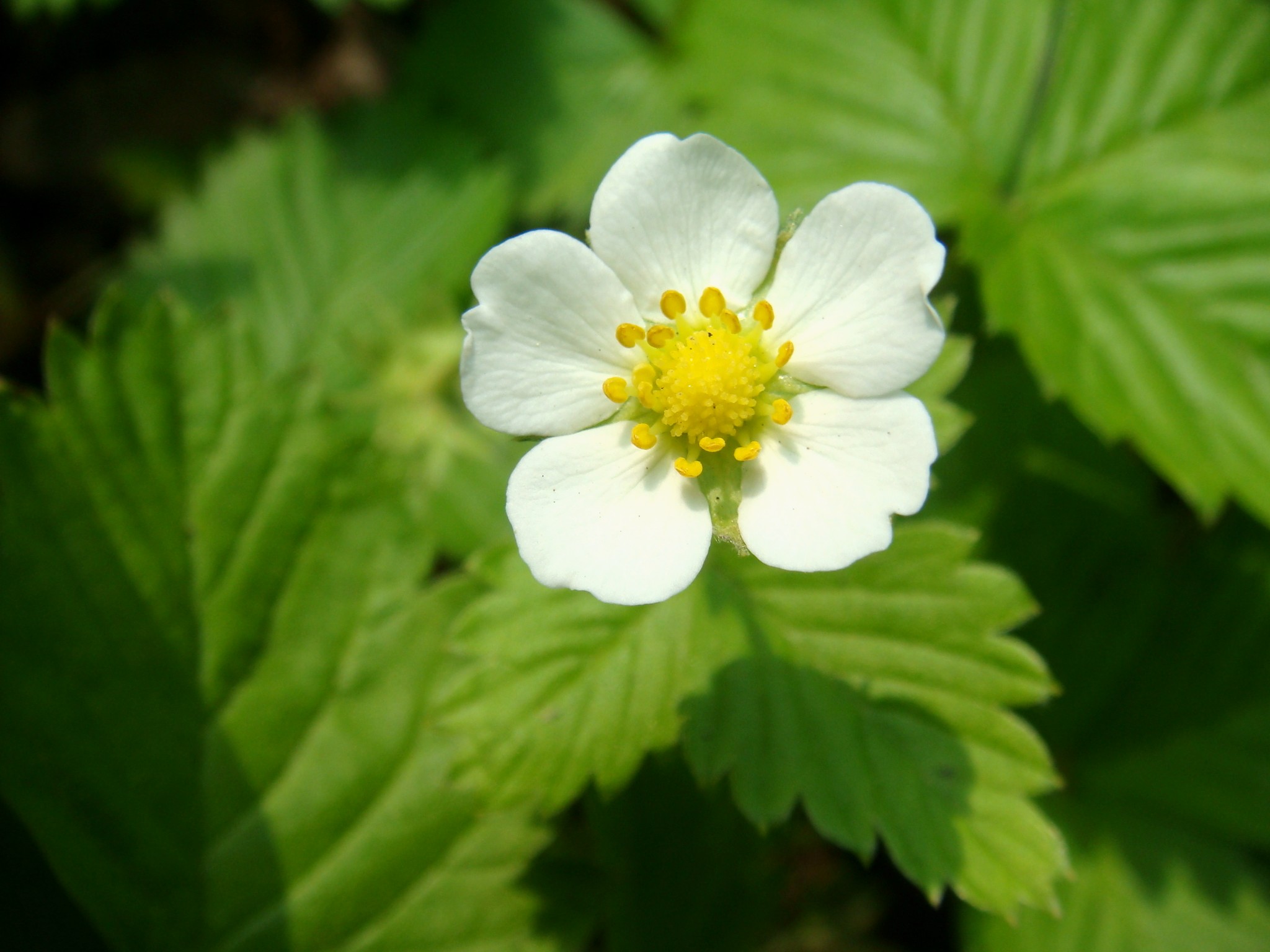 Real flowers Ichigo 01.jpg