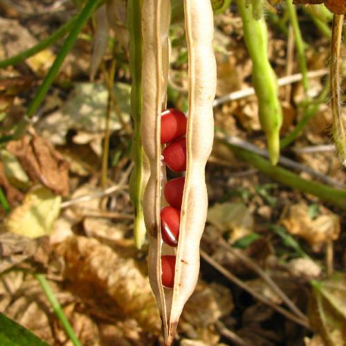 紅豆三次元豆莢.jpg