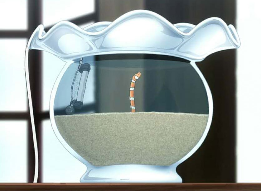 鱼缸中的横带园鳗.png