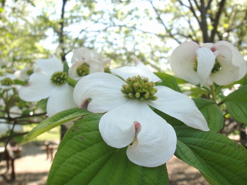 Real flowers Mizuki 01.jpg