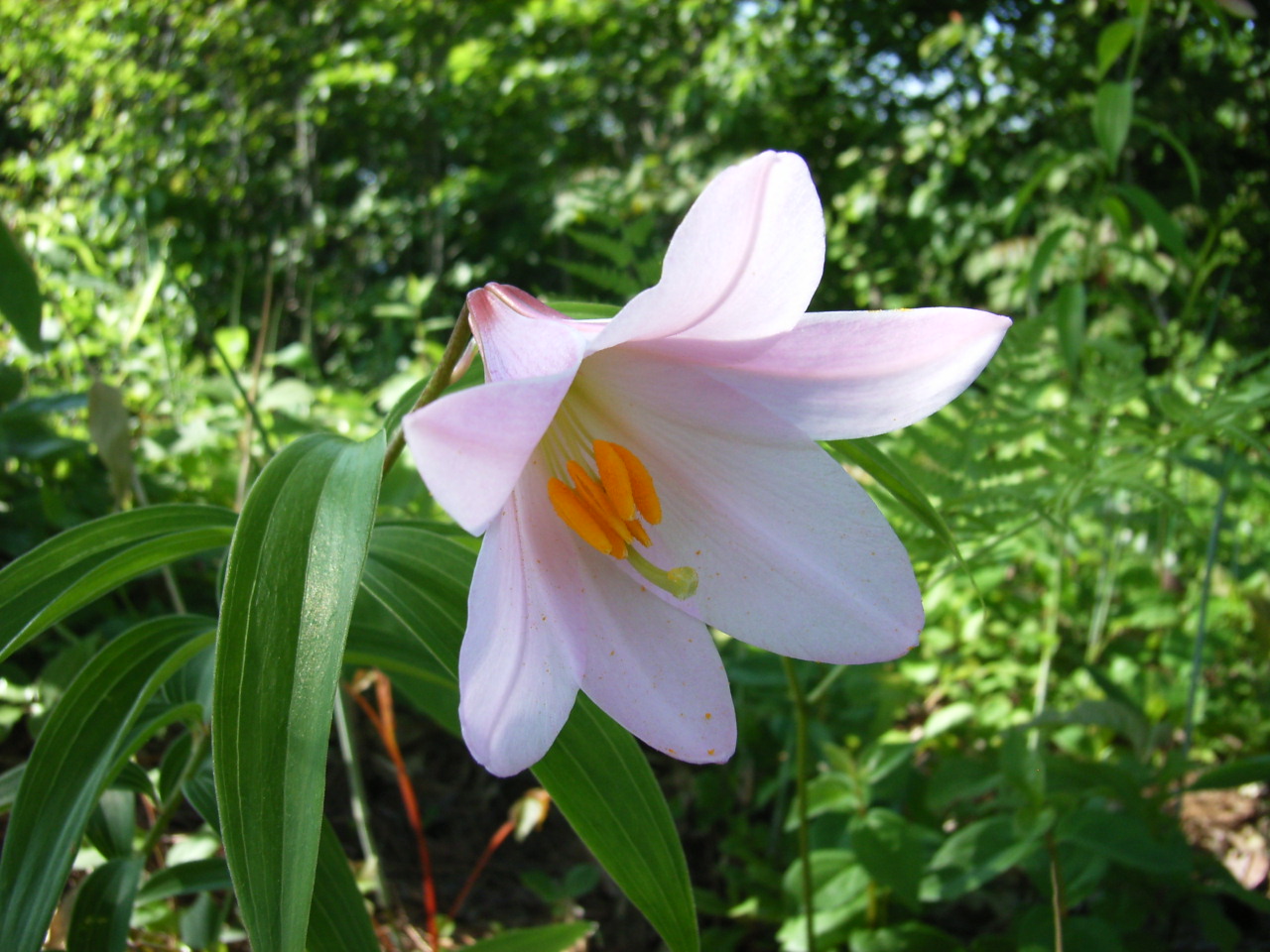 Real flowers Sayuri 02.jpg