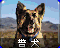 RA2-盟军警犬-图标.png