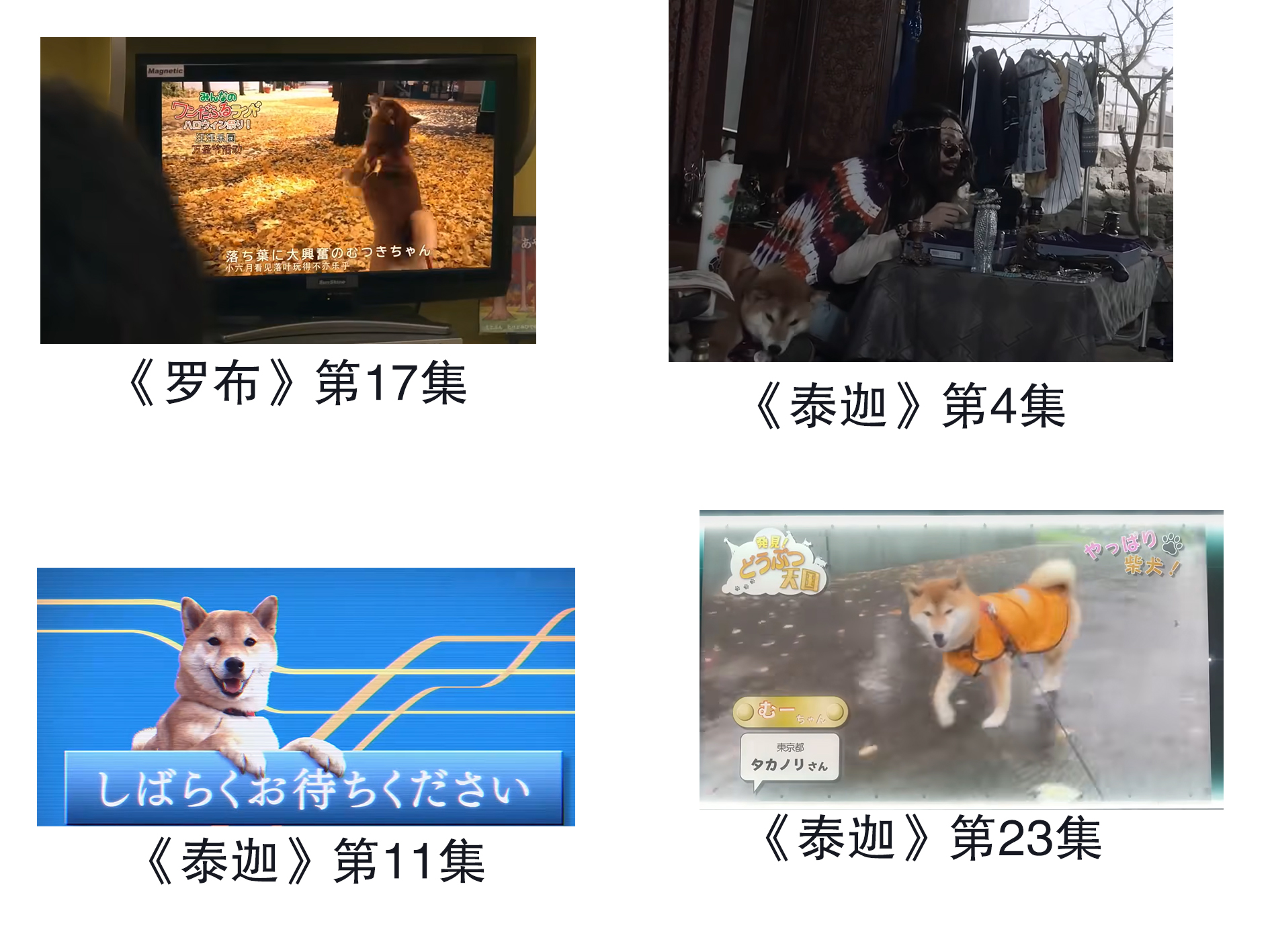 柴犬客串2.jpg