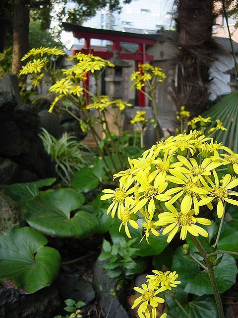 Real flowers Tsuwabuki 04.jpg