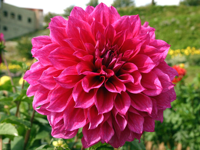 Real flowers Dalia 01.jpg