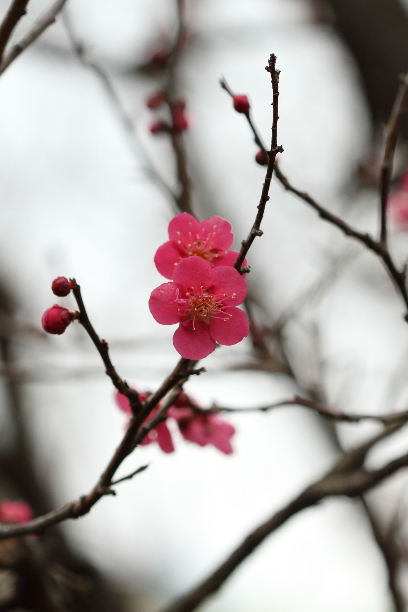 Real flowers Chidori 02.jpg