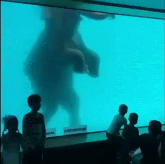 海洋館裡的大象 GIF2.gif