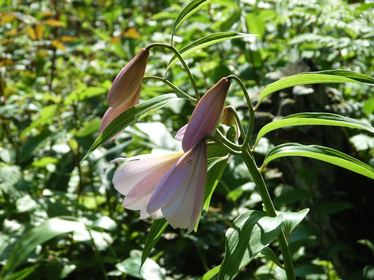 Real flowers Sayuri 03.jpg