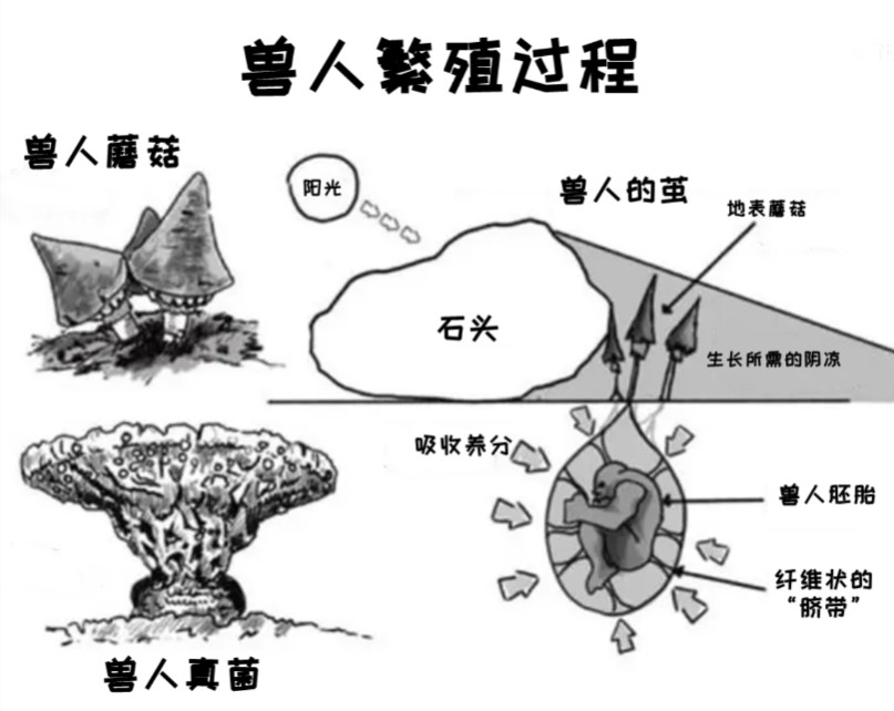 獸人繁殖過程.jpg