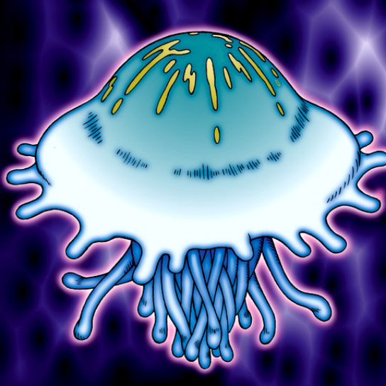 Jellyfish.jpg