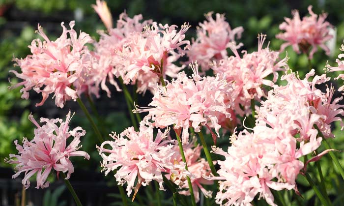 Real flowers Nerine 01.jpg